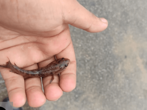 চট্টগ্রাম ক্যান্টনমেন্ট পাবলিক কলেজে লাখ লাখ মাছ, বিক্রি করে কোটিপতি হয়ে যাচ্ছে শিক্ষার্থীরা